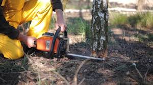 Best Firewood Processing and Delivery  in Suwanee, GA