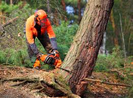 Best Lawn Pest Prevention  in Suwanee, GA