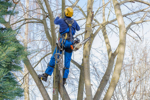 Best Commercial Tree Services  in Suwanee, GA