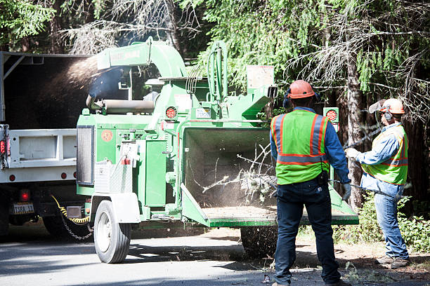  Suwanee, GA Tree Care Pros
