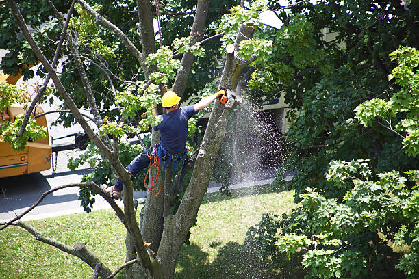 Best Root Management and Removal  in Suwanee, GA