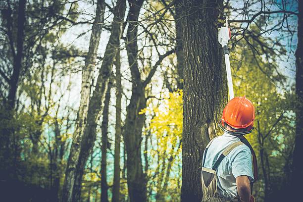 Best Arborist Consultation Services  in Suwanee, GA